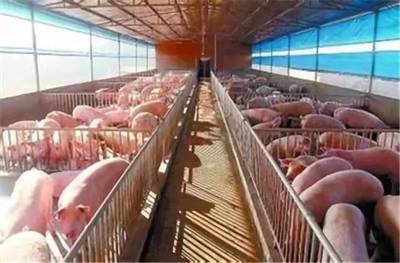 中粮肉食规划2022年形成1000万头生猪产业链，助力畜牧渔业饲料销售增长