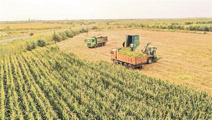 金秋沃野奏响丰收之歌——兵团秋收工作全面展开，畜牧渔业饲料销售迎来旺季