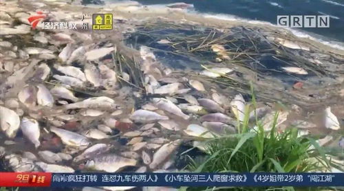 污水泄漏殃及养殖业，饶平食品厂被查实却赔偿无门，养殖户百万元损失何去何从？